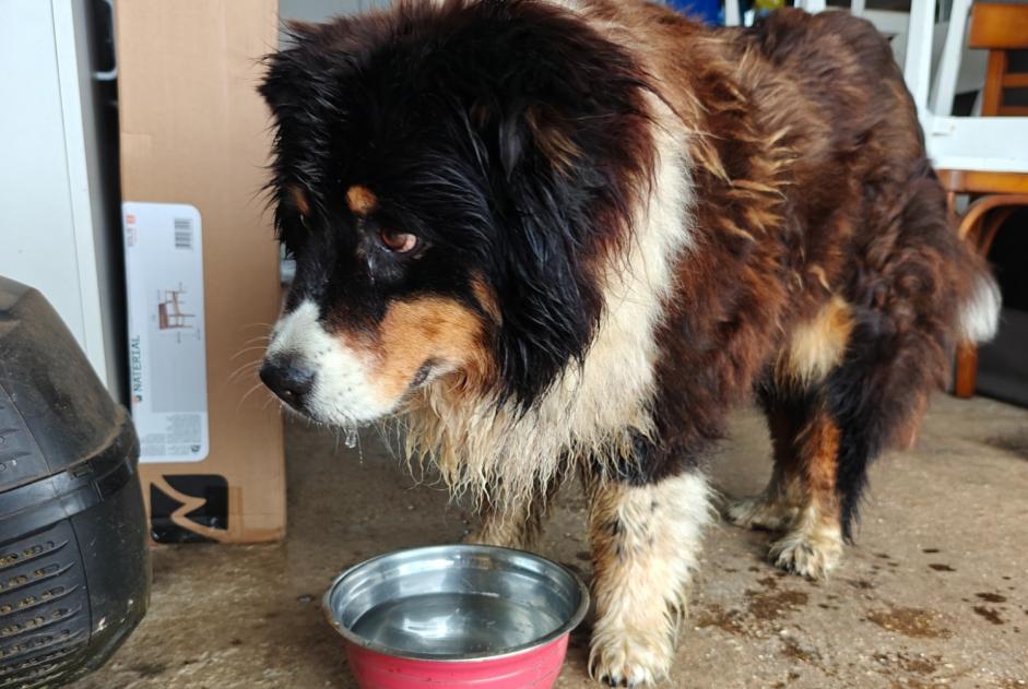 Fundmeldung Hund rassenmischung Weiblich Landudec Frankreich