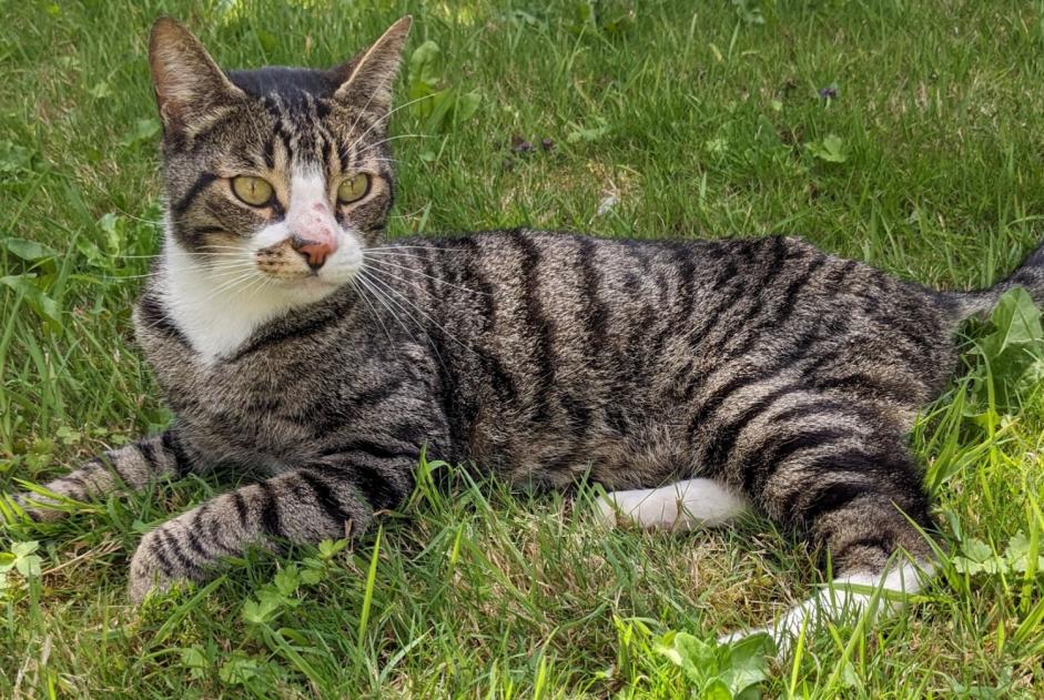 Fundmeldung Katze rassenmischung Unbekannt , 1 Jahr Plougastel-Daoulas Frankreich