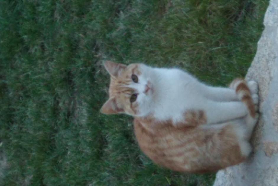 Fundmeldung Katze rassenmischung Männliche Ploudalmézeau Frankreich