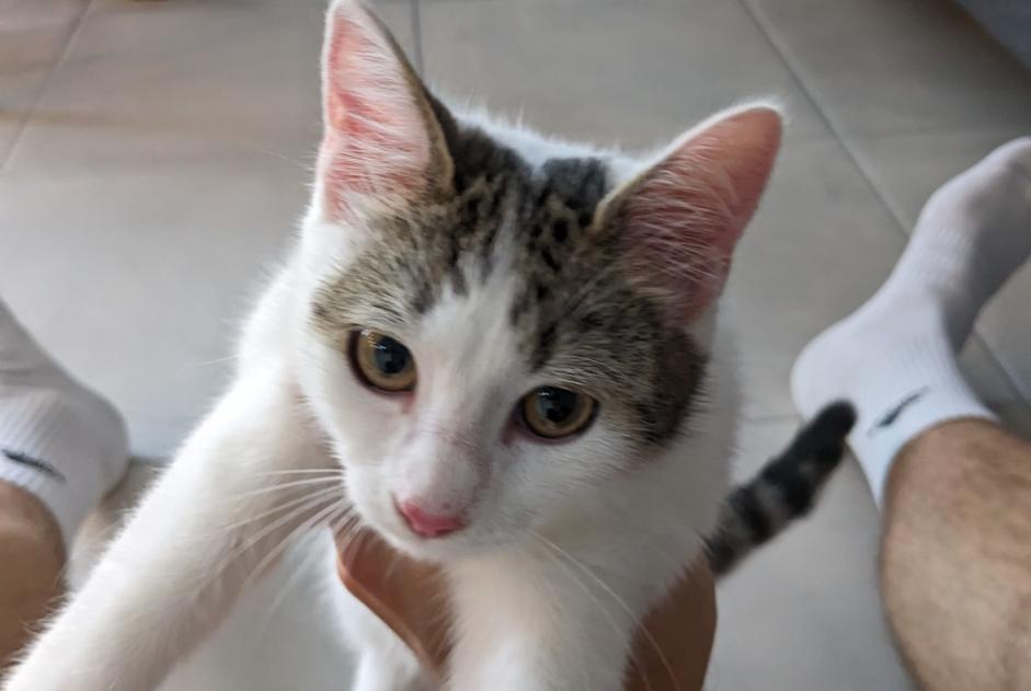 Fundmeldung Katze Weiblich , Zwischen 1 und 3 Monaten Guilers Frankreich