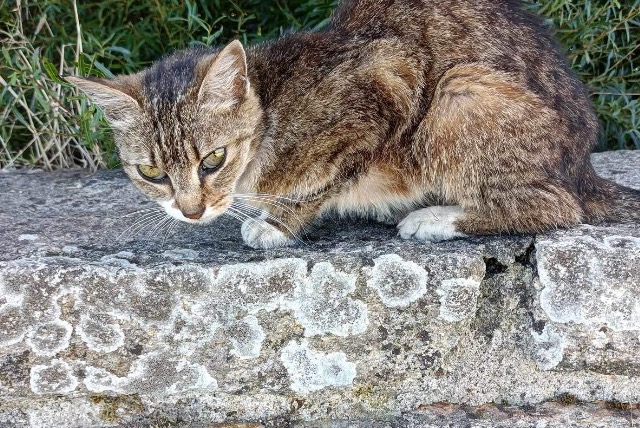 Fundmeldung Katze rassenmischung Weiblich Pont-l'Abbé Frankreich