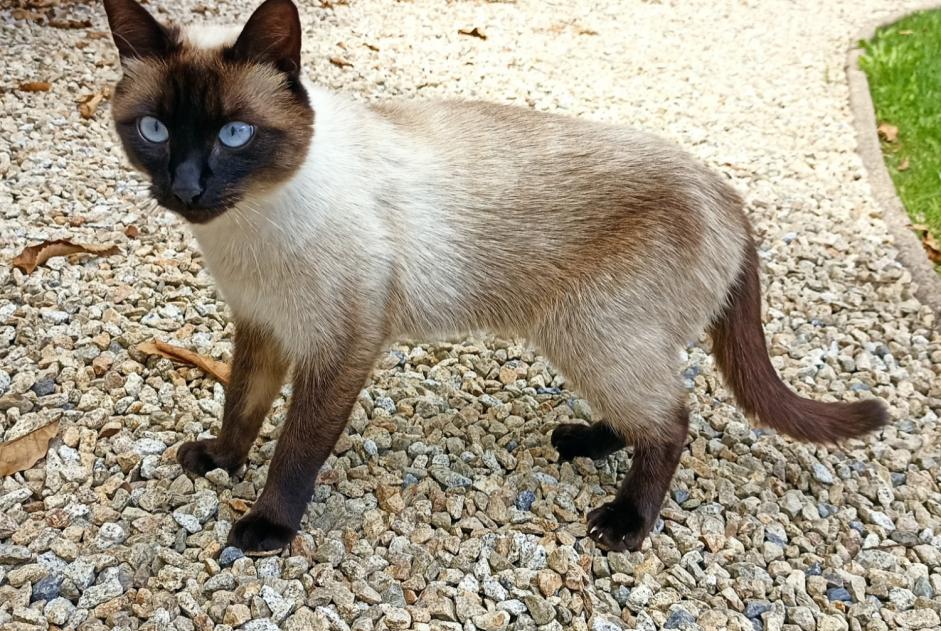 Fundmeldung Katze Unbekannt Briec Frankreich