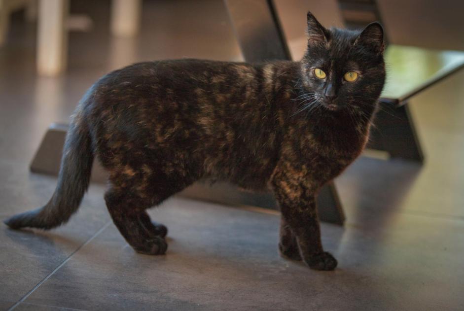 Vermisstmeldung Katze Weiblich , 5 jahre Fouesnant Frankreich