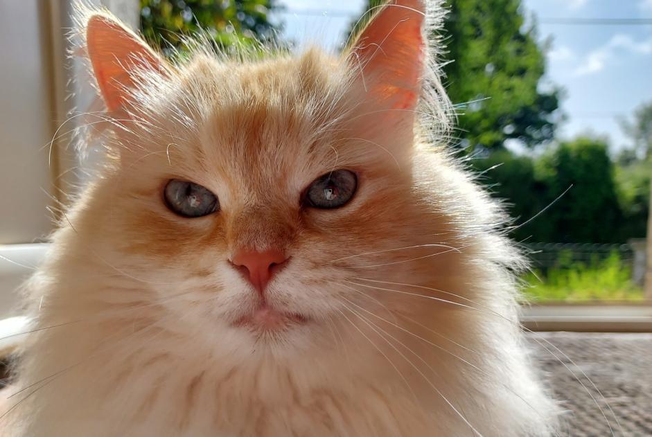 Vermisstmeldung Katze  Männliche , 5 jahre Motreff Frankreich