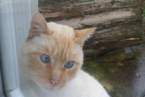 Discovery alert Cat miscegenation Male Saint-Yvi France