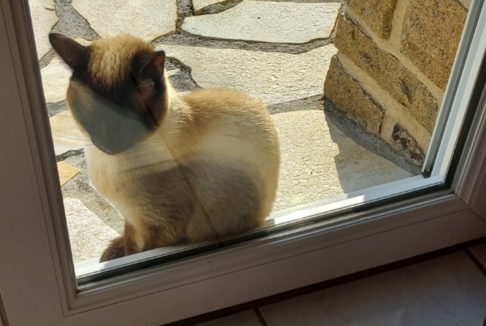 Discovery alert Cat  Female Fouesnant France