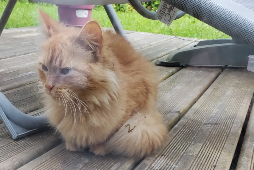 Discovery alert Cat Unknown Guilers France