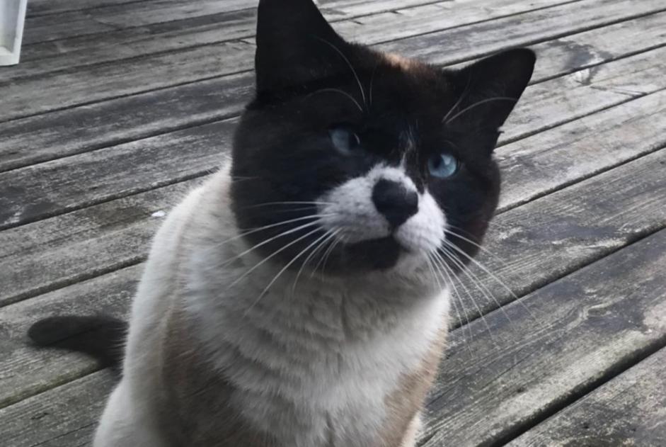 Discovery alert Cat miscegenation Male Guilers France