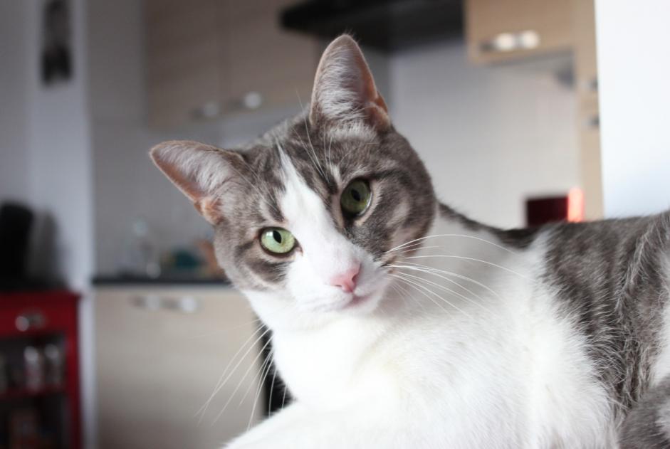 Disappearance alert Cat Male , 6 years Hanvec France