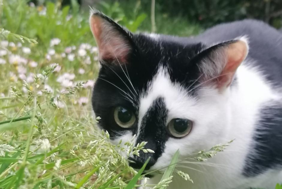 Disappearance alert Cat miscegenation Female , 3 years Plougastel-Daoulas France
