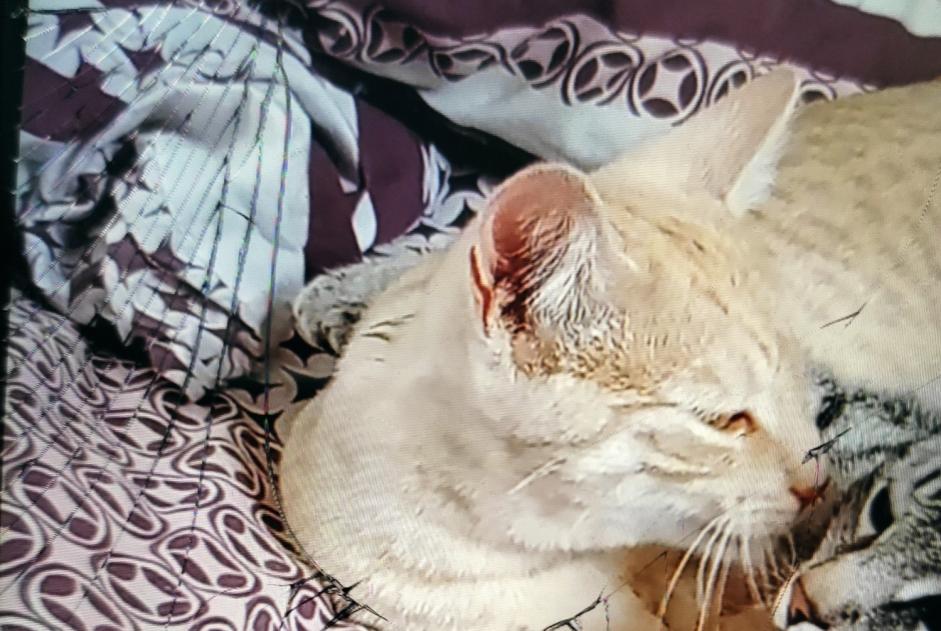 Disappearance alert Cat miscegenation Male , 1 years Plogastel-Saint-Germain France