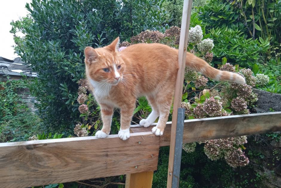 Disappearance alert Cat Male , 3 years Quimper France