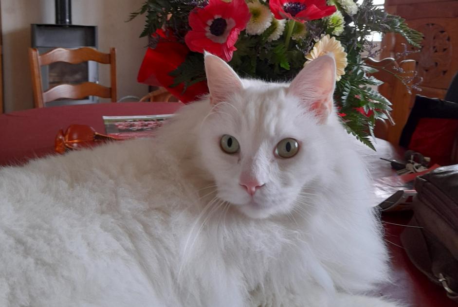 Disappearance alert Cat  Male , 8 years Plouzané France