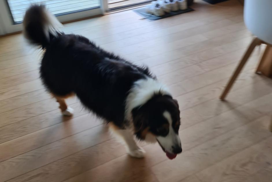 Discovery alert Dog  Female Loperhet France
