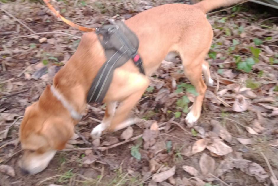 Discovery alert Dog miscegenation Male Plonévez-du-Faou France