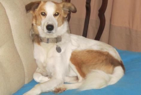 Disappearance alert Dog miscegenation Male , 9 years Plomodiern France