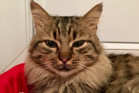 Alerta de Desaparición Gato Macho , 7 años Plozévet Francia