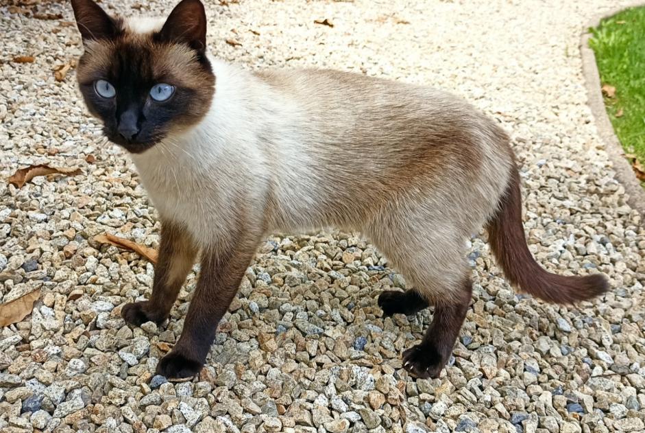 Alerta de Hallazgo Gato Desconocido Briec Francia