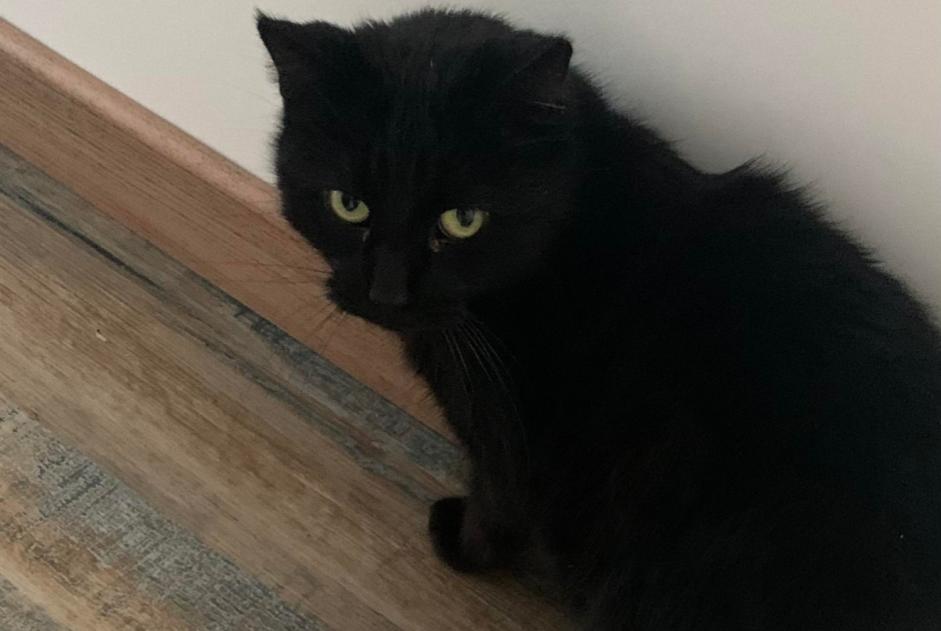 Alerte Disparition Chat Femelle , 9 ans Ploudaniel France