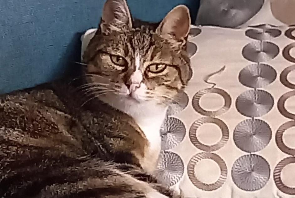 Alerte Disparition Chat Femelle , 14 ans Treffiagat France