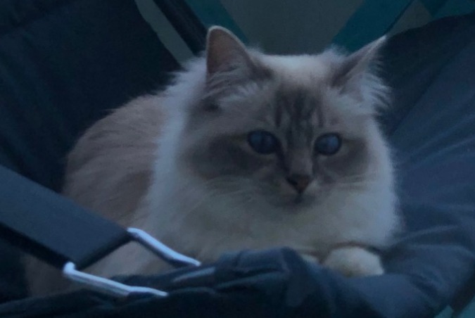 Alerte Disparition Chat Femelle , 1 ans Loctudy France Alerte Disparition Chat Femelle , 1 ans Loctudy France