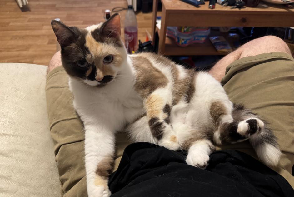Alerte Disparition Chat croisement Femelle , 3 ans Lannemezan France Alerte Disparition Chat croisement Femelle , 3 ans Lannemezan France