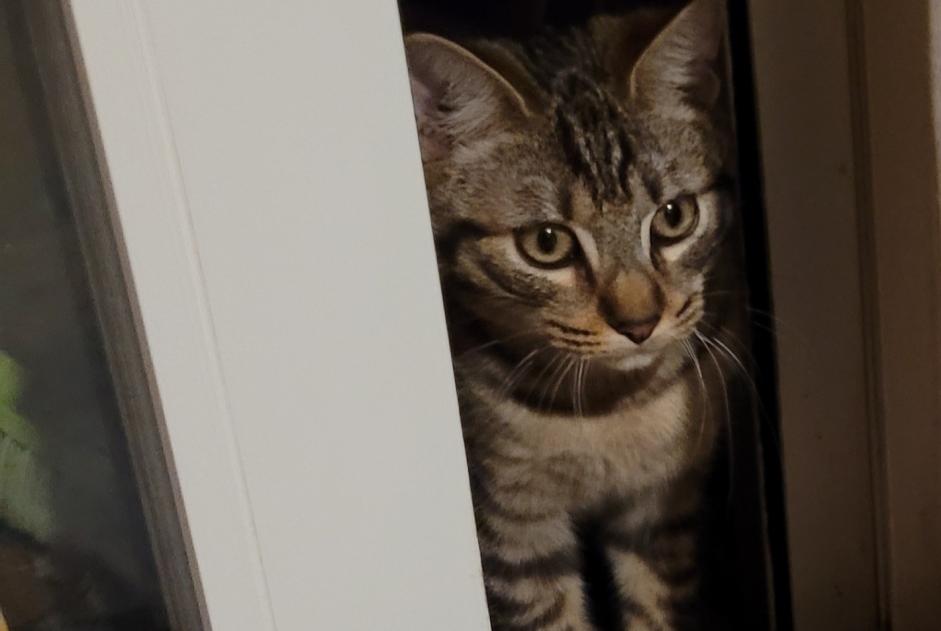 Alerte Découverte Chat Mâle Quimper France Alerte Découverte Chat Mâle Quimper France