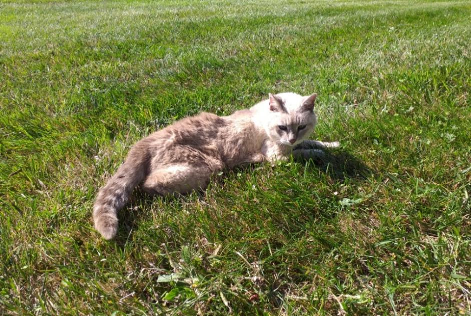 Alerte Découverte Chat Inconnu Plouescat France Alerte Découverte Chat Inconnu Plouescat France