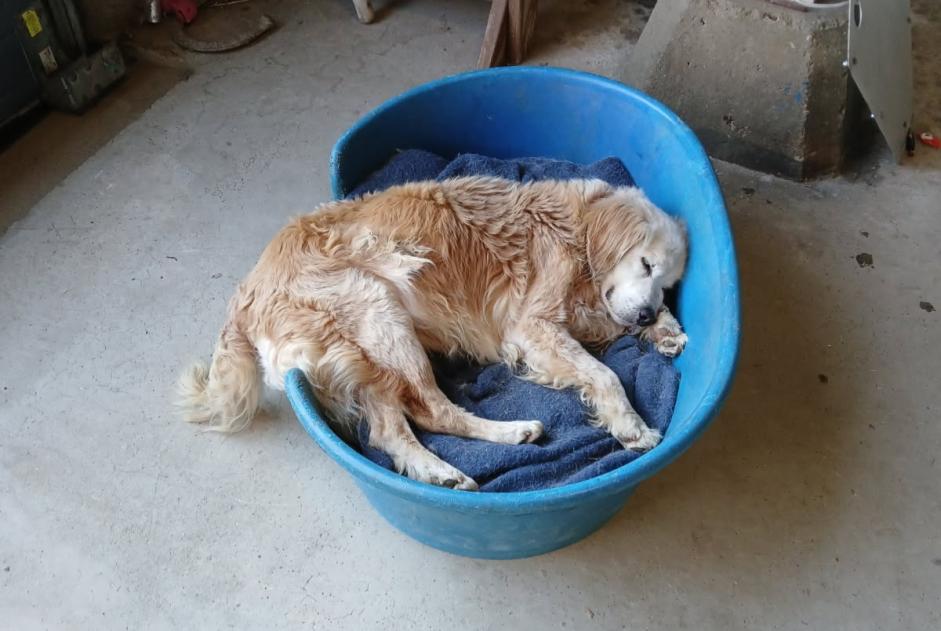 Alerte Disparition Chien croisement Mâle , 16 ans Plouénan France Alerte Disparition Chien croisement Mâle , 16 ans Plouénan France