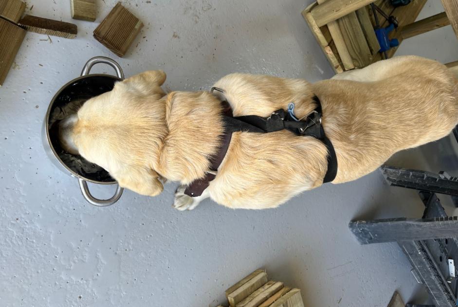Alerte Découverte Chien Mâle Clohars-Fouesnant France