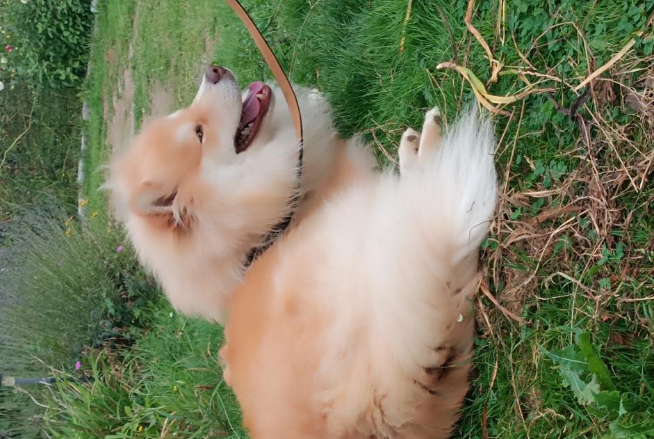 Alerte Découverte Chien Mâle Huelgoat France