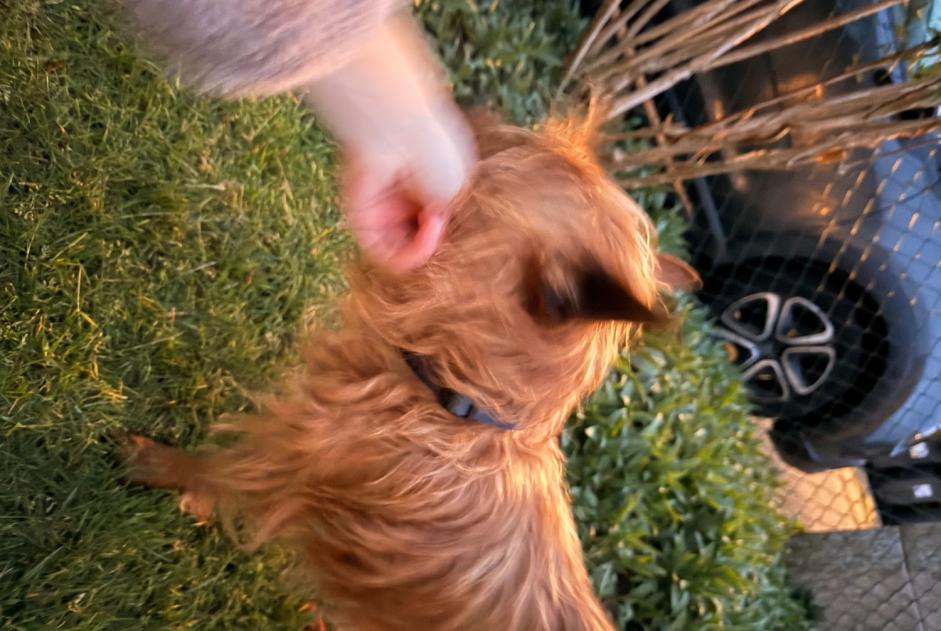 Alerte Découverte Chien Inconnu Pont-Aven France
