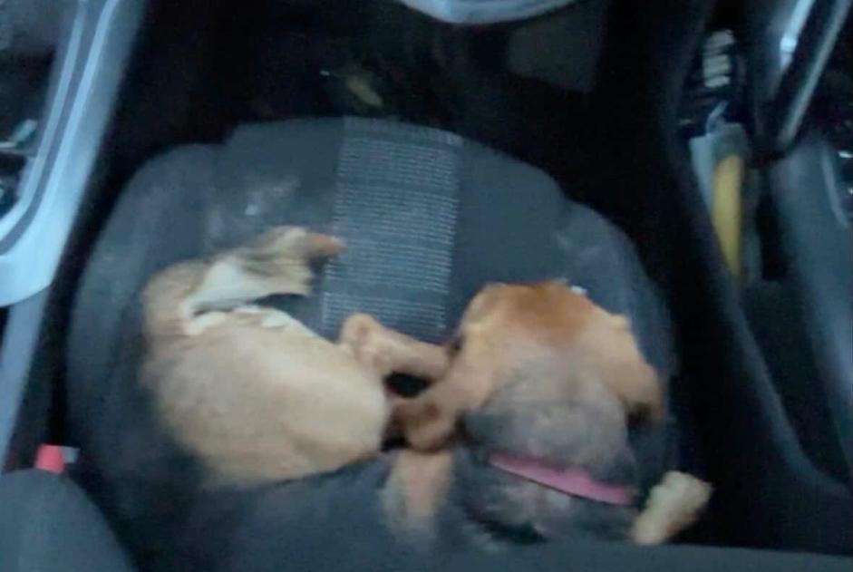 Alerte Découverte Chien  Mâle Locquirec France