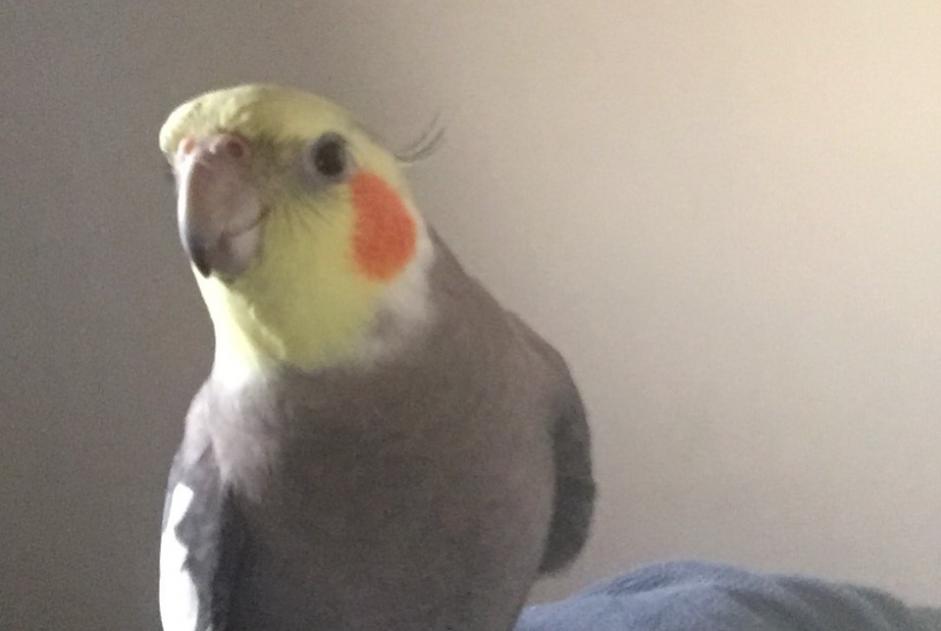 Alerte Disparition Oiseau Mâle , 2022 ans Lampaul-Guimiliau France Alerte Disparition Oiseau Mâle , 2022 ans Lampaul-Guimiliau France