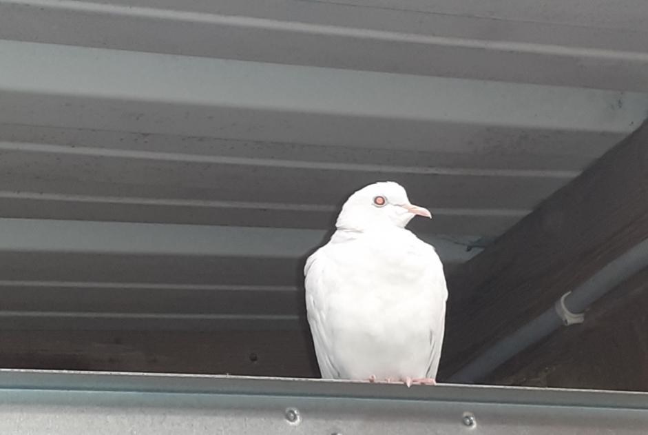 Alerte Découverte Oiseau Inconnu Carantec France