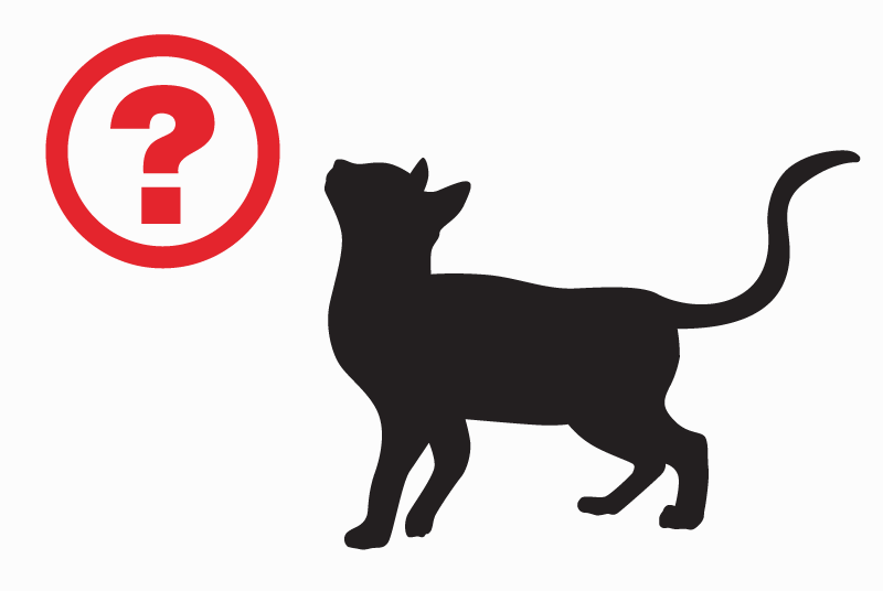 Fundmeldung Katze  Weiblich Lampaul-Plouarzel Frankreich