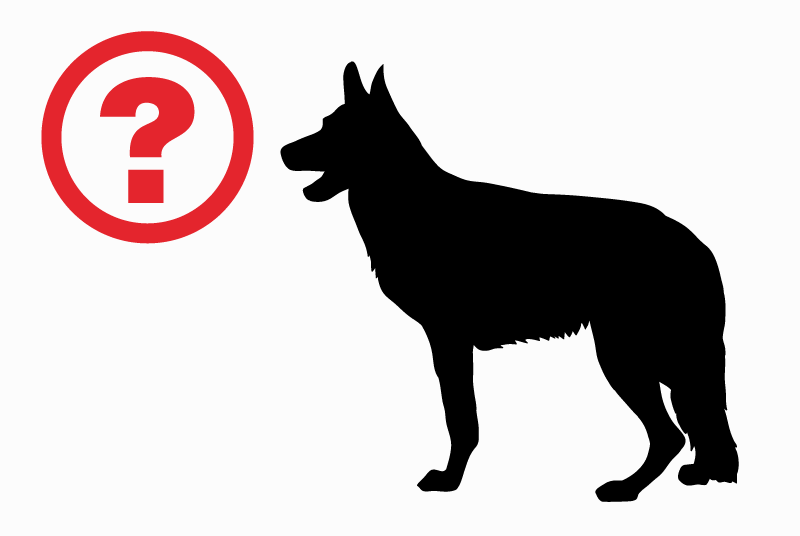 Alerte Découverte Chien croisement Inconnu Lampaul-Guimiliau France