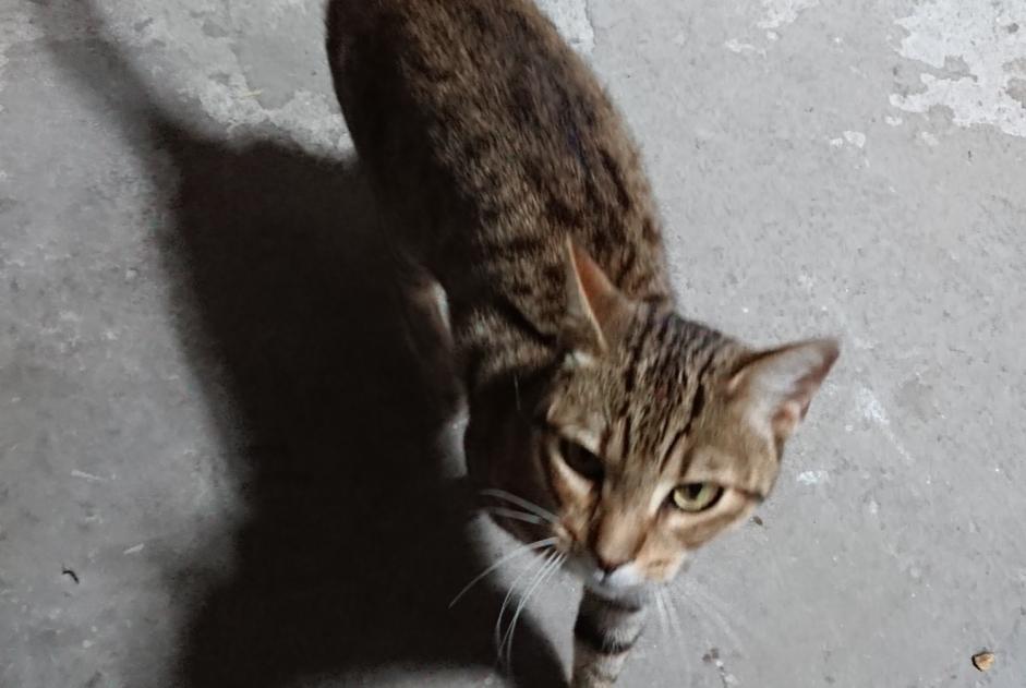 Avviso Ritrovamento Gatto Maschio Quimper Francia