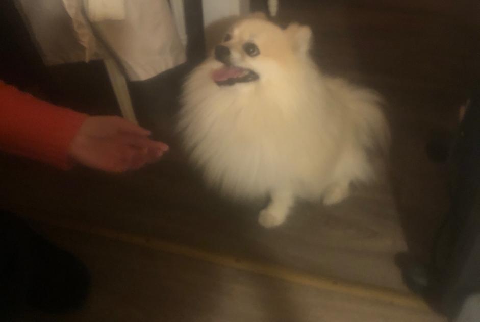Ontdekkingsalarm Hond Mannetje Guilvinec Frankrijk Ontdekkingsalarm Hond Mannetje Guilvinec Frankrijk
