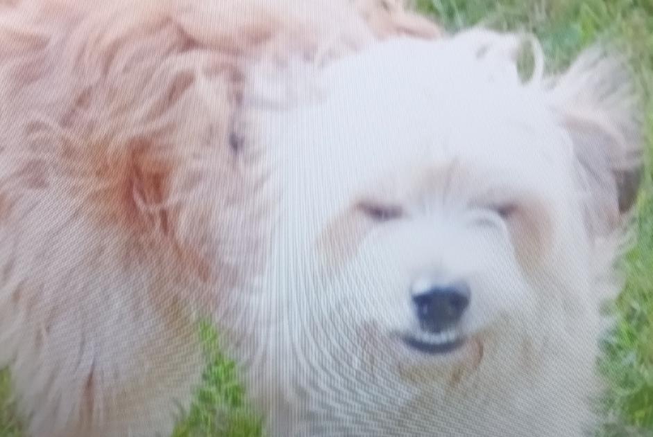 Verdwijningsalarm Hond  Mannetje , 12 jaar Guiclan Frankrijk