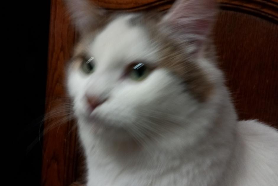 Alerta desaparecimento Gato cruzamento Fêmea , 1 anos Commana France