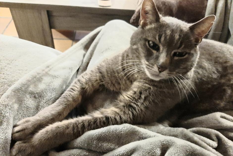 Alerta desaparecimento Gato cruzamento Macho , 14 anos Trégourez France Alerta desaparecimento Gato cruzamento Macho , 14 anos Trégourez France