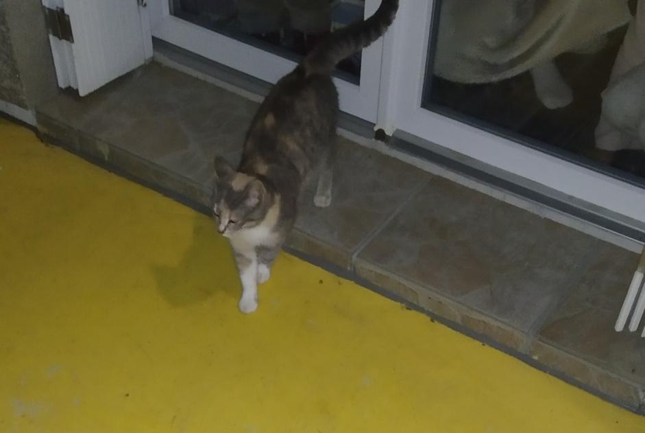 Alerta descoberta Gato Desconhecido Châteauneuf-du-Faou France